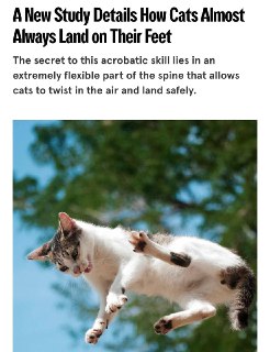 Как кошки всегда приземляются на лапы: открытие учёных