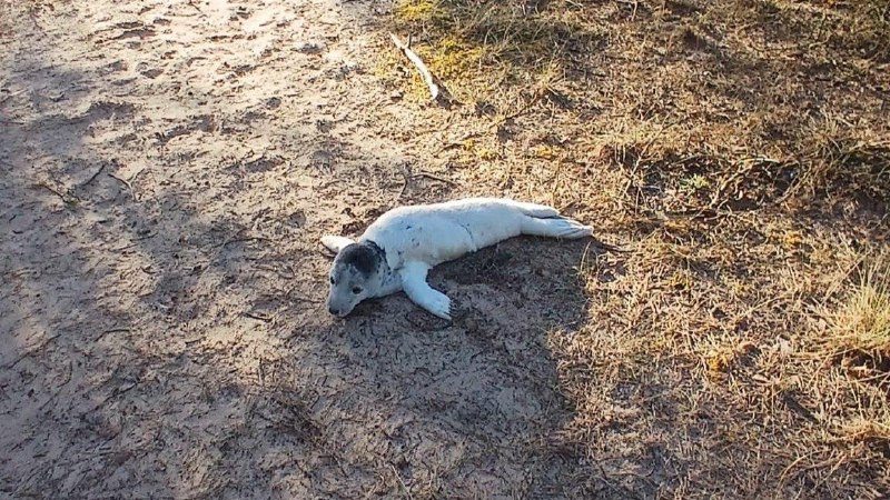 Полицейские спасли тюлененка в Латвии