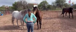 Пастор объяснил, почему женская грудь отпугивает животных