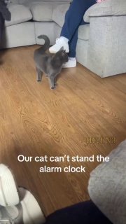 Кот, умеющий выключать будильник