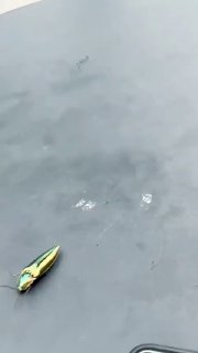 Жук Щелкун: как он поднимается после падения