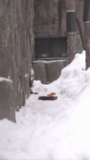 В Новосибирском зоопарке проснулись медведи