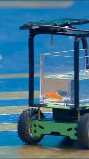 Рыбка управляет машиной: инженер поставил рекорд Гиннесса