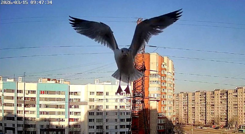 Хорошие новости: Чайка Клариса вернулась!