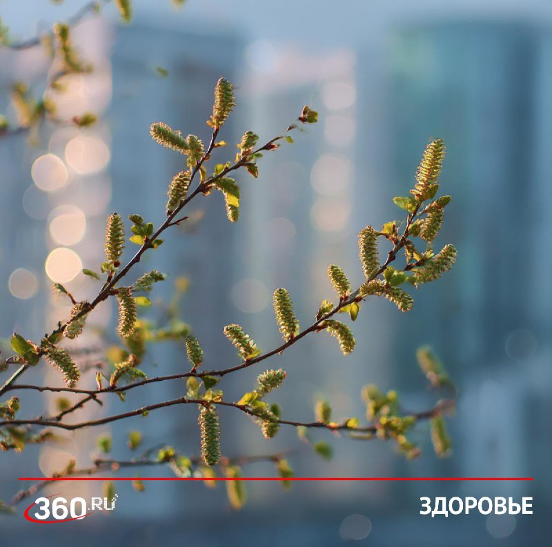 Врач предупредила о начале сезона аллергии и дала советы по защите от пыльцы