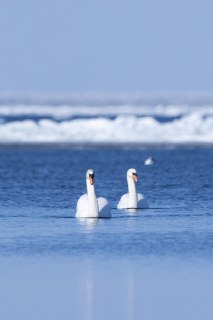 В Финском заливе заметили первых весенних лебедей