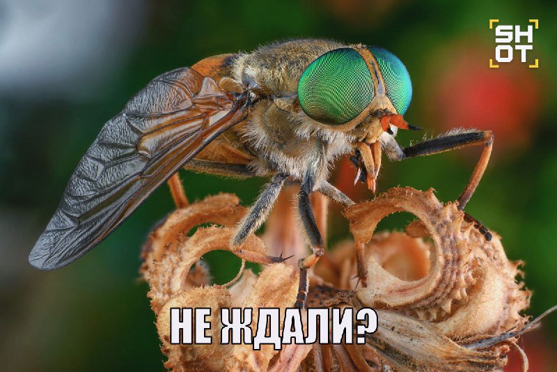 Кровожадные слепни появились в Центральной России раньше срока из-за тёплого марта