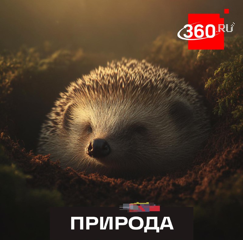 Столичные ежи могут проснуться уже через неделю