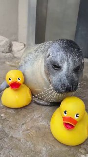 Тюлень-звезда: морская котик играет с резиновой уточкой