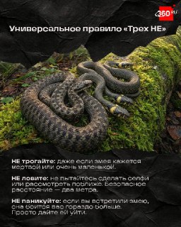 Иллюстрация 4