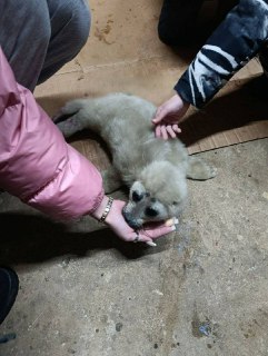 Потерявшего маму белька спасли на Байкале