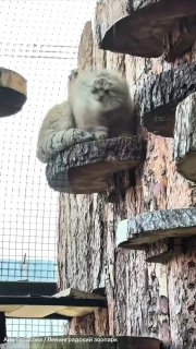 Манул Шу встречает утро в Ленинградском зоопарке