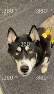 Ветеринары спасли хаски, сбитую автобусом в Петербурге