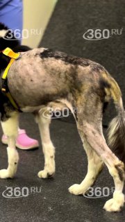 Иллюстрация 1