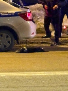 Безнадзорный питбуль покусал ребенка в Реутове: заведено уголовное дело