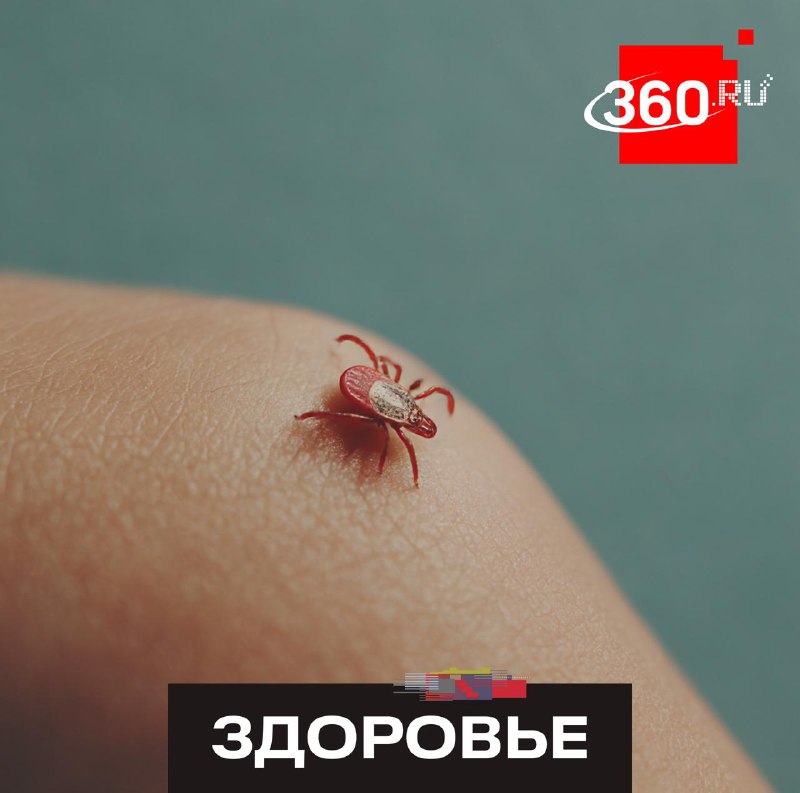 Группа крови не влияет на укусы клещей: эксперт дал советы по защите