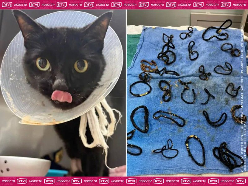 Кошку спасли от усыпления после извлечения 26 резинок для волос из желудка