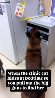 Собака-ищейка ищет кошку, прячущуюся в клинике