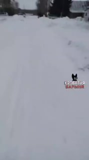 Скот забирают под угрозами: что происходит в Новосибирской области