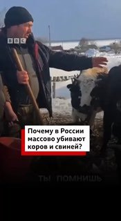 В России массово уничтожают скот из-за вспышки болезней