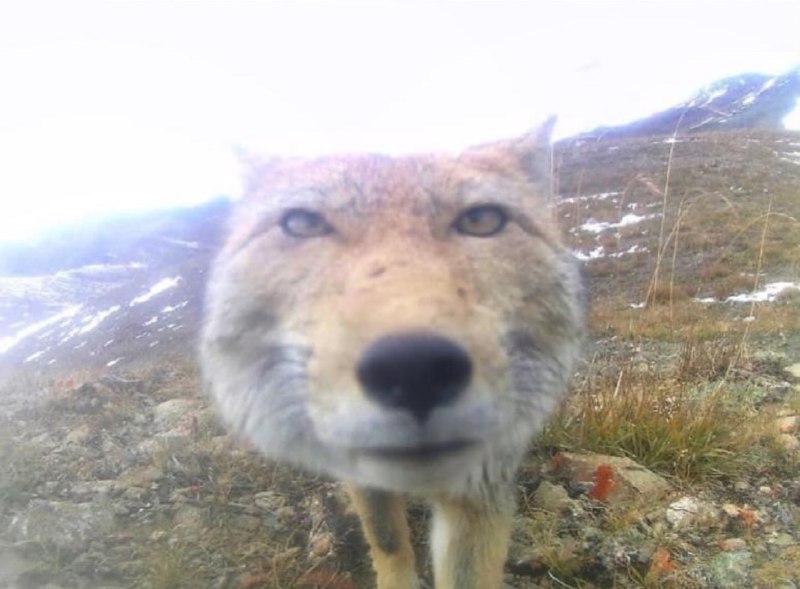 Топ снимков дикой природы стал идеальным набором аватарок