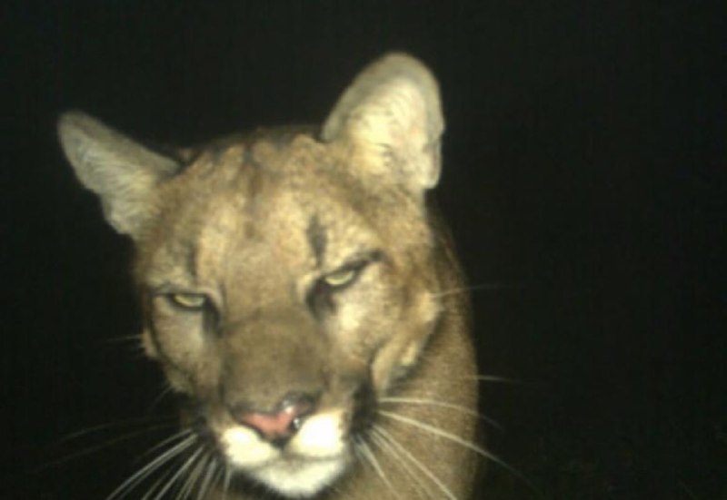 Иллюстрация 4