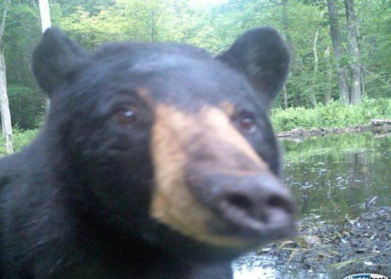 Иллюстрация 9