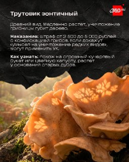 Иллюстрация 3