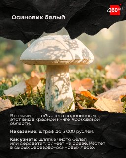 Иллюстрация 4