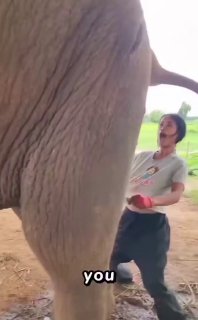 Кофе из слоновьих лепёх: как делают самый дорогой напиток в мире