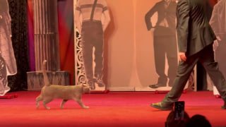 Фронтовой котик стал артистом