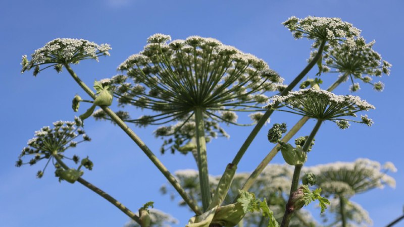 Роботов-вездеходов задействуют для борьбы с борщевиком в Новой Москве