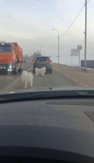 Самоеды вышли на дорогу в Подмосковье: ГИБДД предупредила водителей