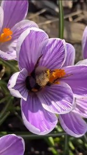 Весна официально наступила: замечена первая жопка шмеля