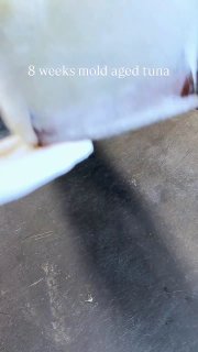 Японский дантист создал тунец, выдержанный в плесени