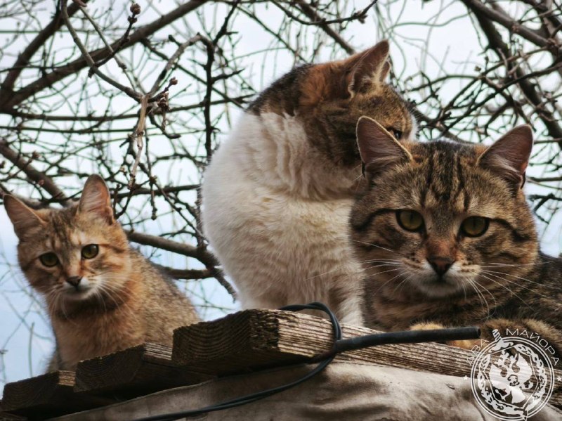 Иллюстрация 8