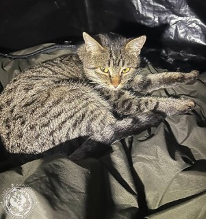 Иллюстрация 10