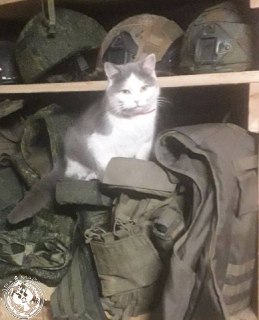 Иллюстрация 4