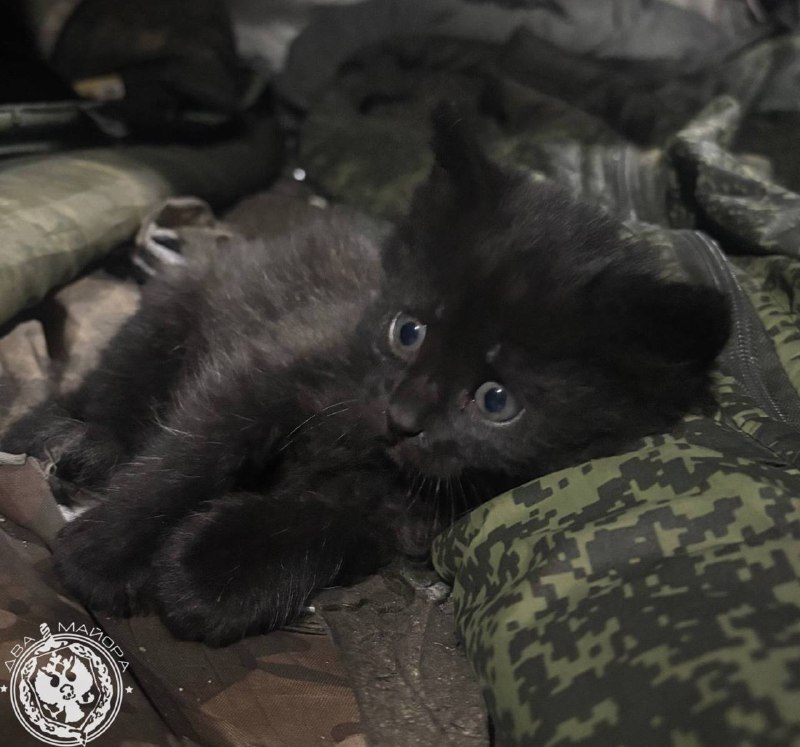 Иллюстрация 6