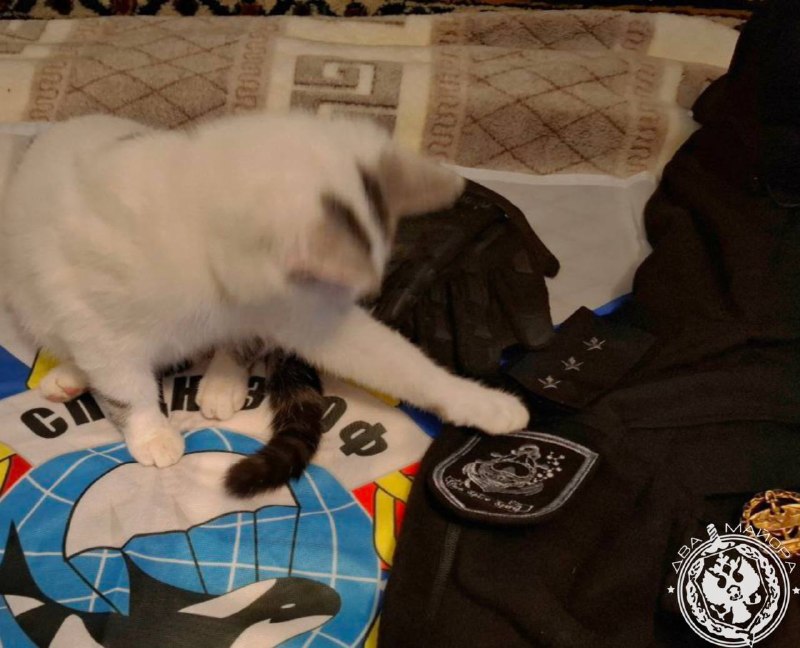 Иллюстрация 1