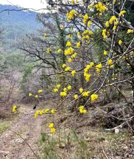 В Крыму зацвёл кизил: легенды о «шайтановой ягоде» и основании Рима