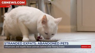 Экспаты в Дубае бросают животных из-за проблем с перевозкой