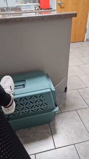 Девушка отвлеклась на телефон в ветклинике, а кот пропал: шутки подписчиков