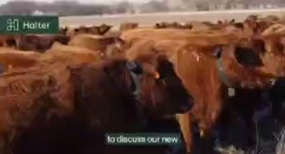 Питер Тиль вложил $2 млрд в умные ошейники для коров