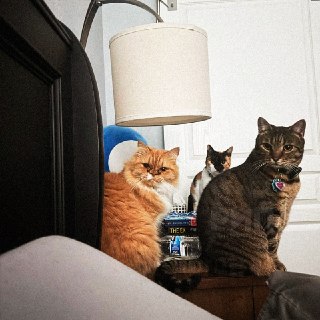 Коты отомстили за опоздание с кормлением