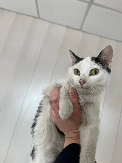 Иллюстрация 1