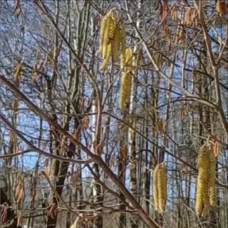 Орешник зацвел в Подмосковье: аллергикам стоит быть осторожнее