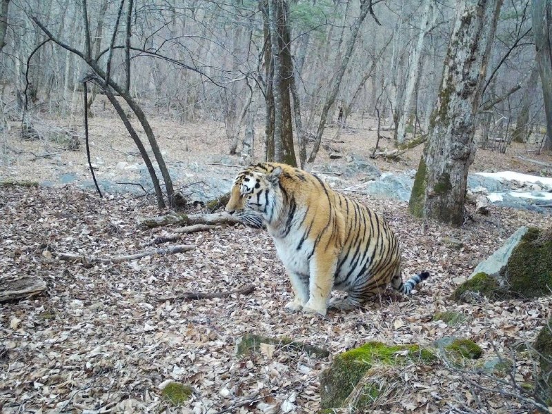 Упитанный тигр попал в объектив фотоловушки в Приморье