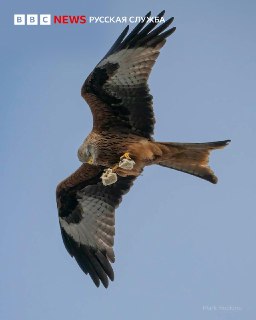 Коршун поймал выпечку: необычное фото в Великобритании