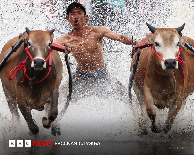 Традиционные гонки быков в Индонезии: фестиваль Паку Джави